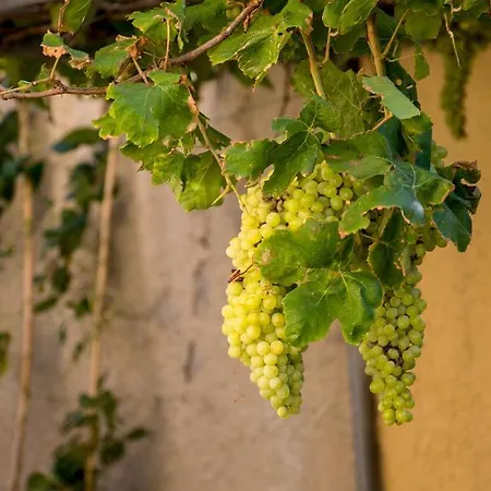 Apartament Garden House Elli 2 Min