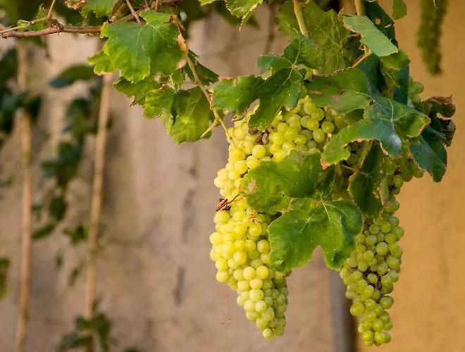 Apartment Garden House Elli 2 Min